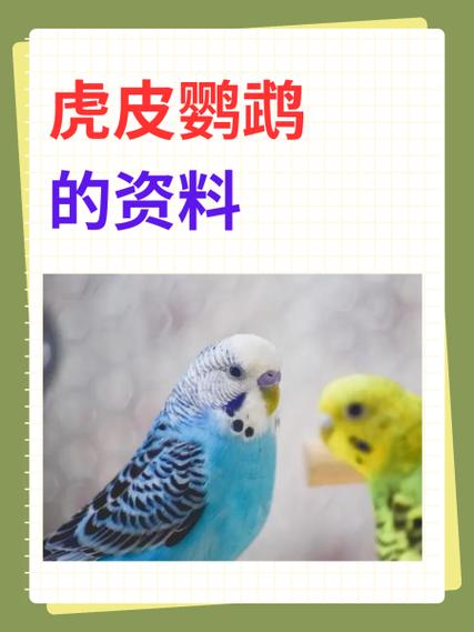 虎皮鹦鹉叫声 模拟器