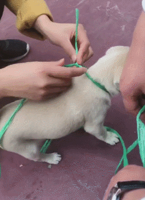 拴狗脖子上的绳子怎么绑