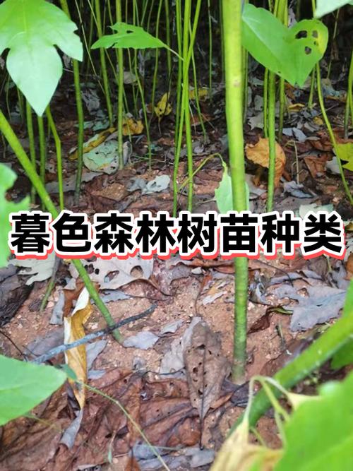 暮色森林时光树苗怎么得