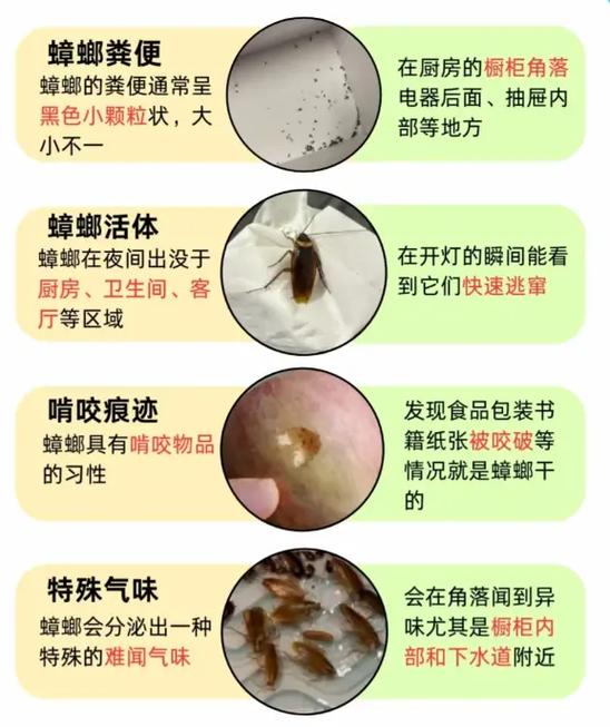 家里有小强怎么消灭最彻底