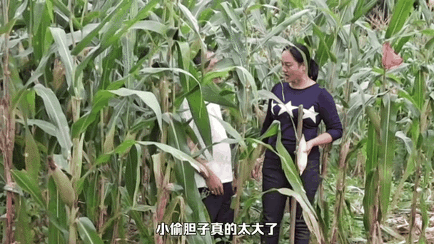 玉米频视