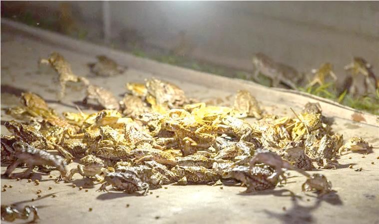 养什么动物赚钱利润高