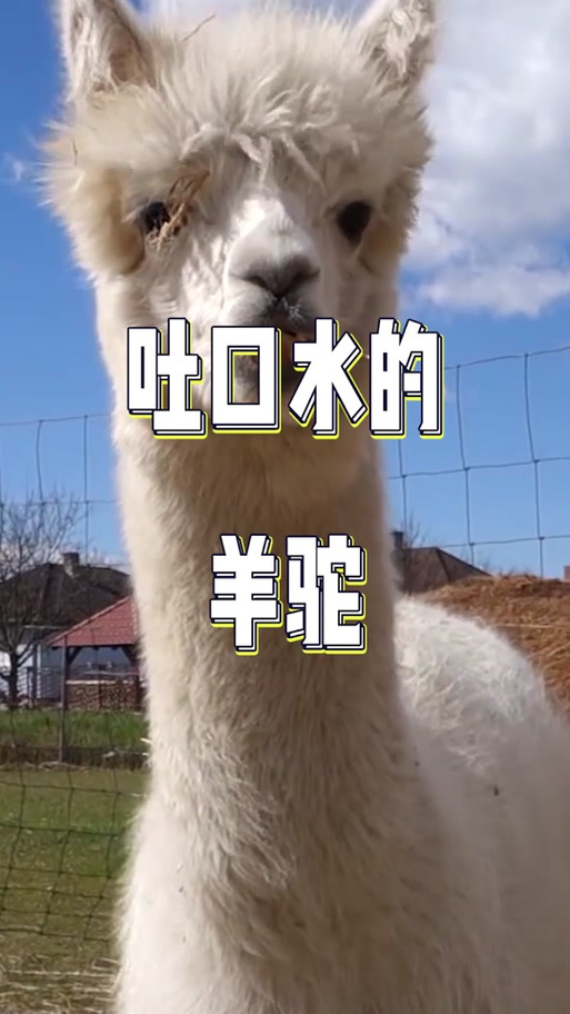 羊驼生气吐口水搞笑截图2