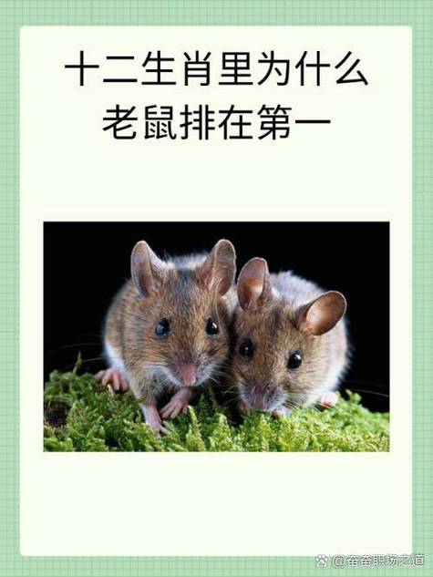 十二生肖为什么老鼠排第一