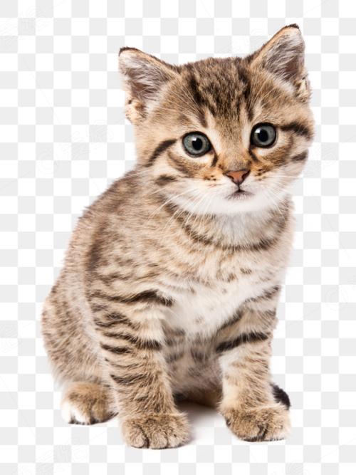 猫咪年免