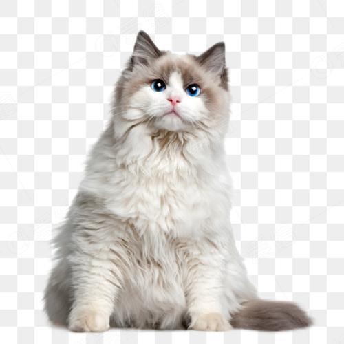猫咪年免截图2