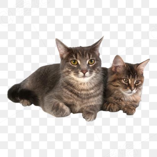 猫咪年免截图3