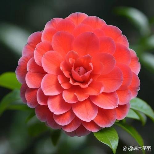 山茶红和幸运红