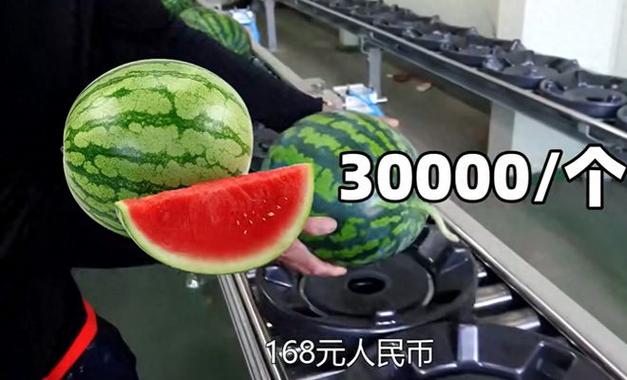 50万西瓜币能兑多少钱