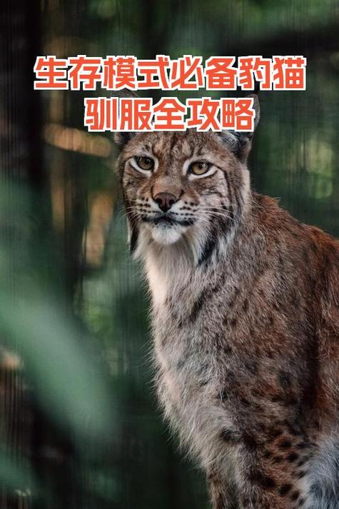 驯服豹猫的步骤