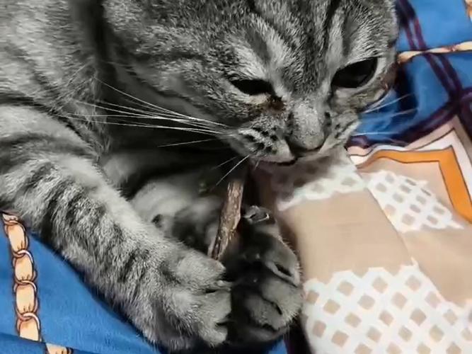 猫咪很可爱木天蓼卡住了