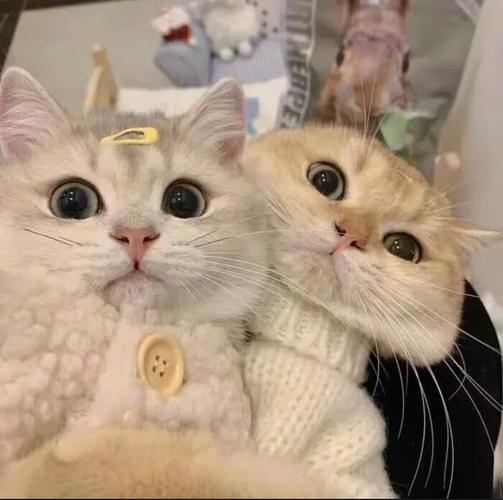 情侣头像猫