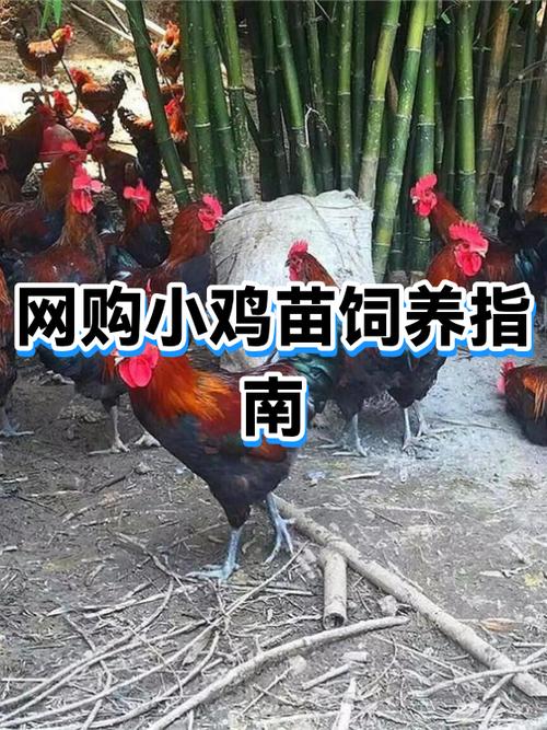 卖小鸡苗最近的地方在哪里
