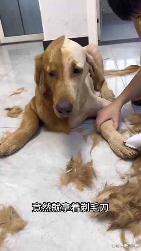 新手怎么给狗狗剪毛