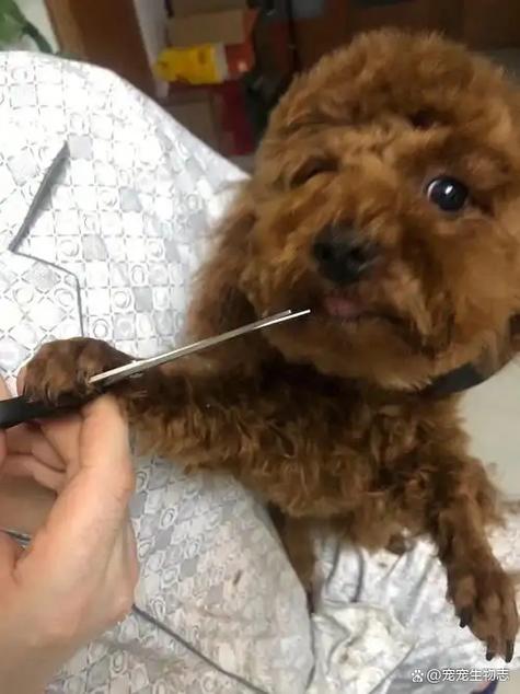 新手怎么给狗狗剪毛截图2
