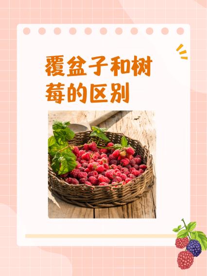 树莓和梨可以一起吃吗