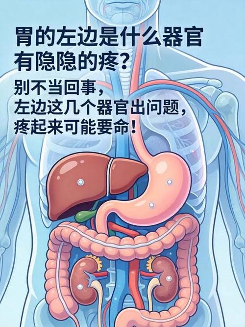 身体左下角疼是什么器官