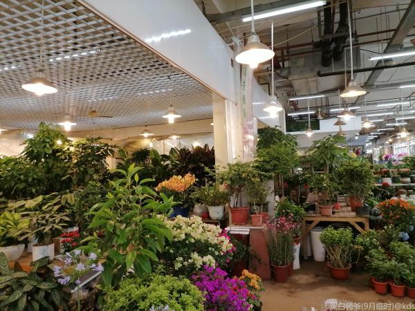 浦东花鸟市场
