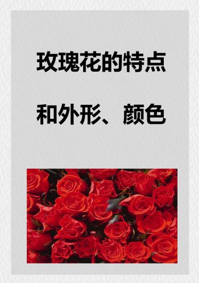 玫瑰花的特点