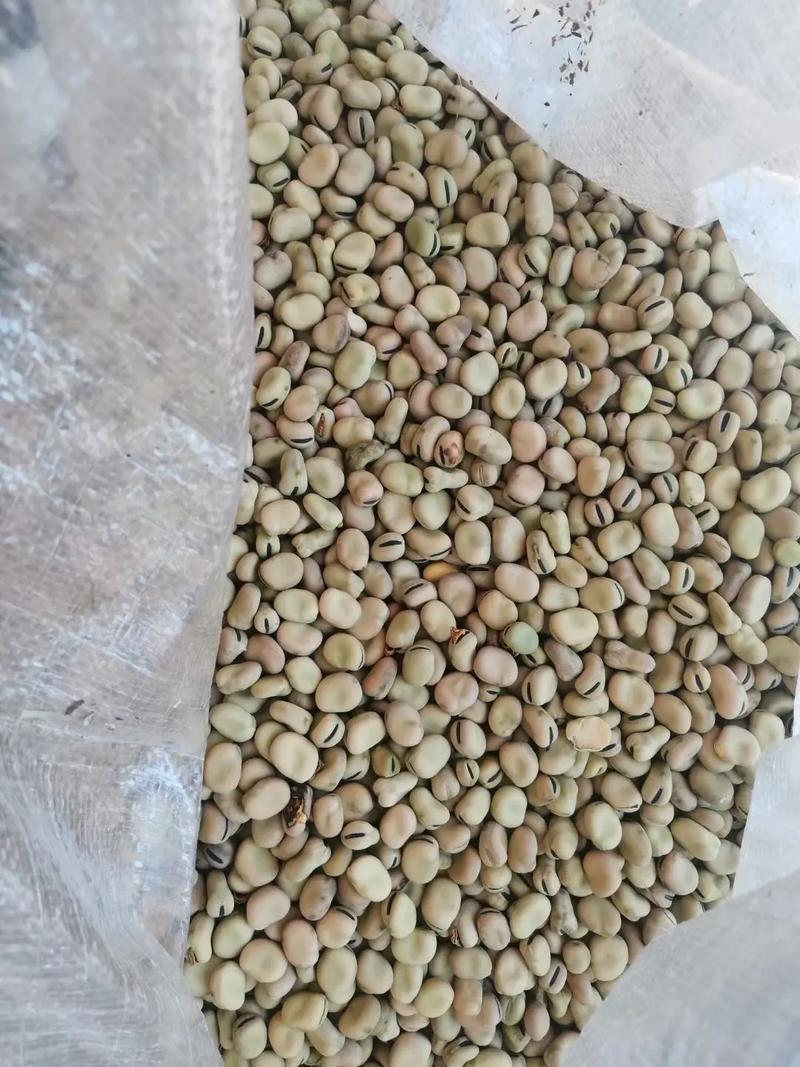 米豆原名叫什么截图3