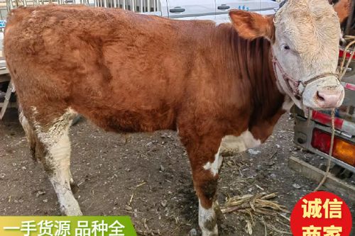 看牛视频