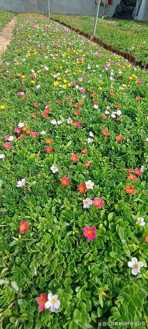太阳と花