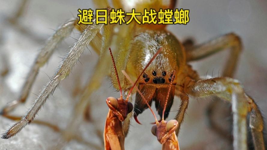 避日蛛vs枯叶螳螂