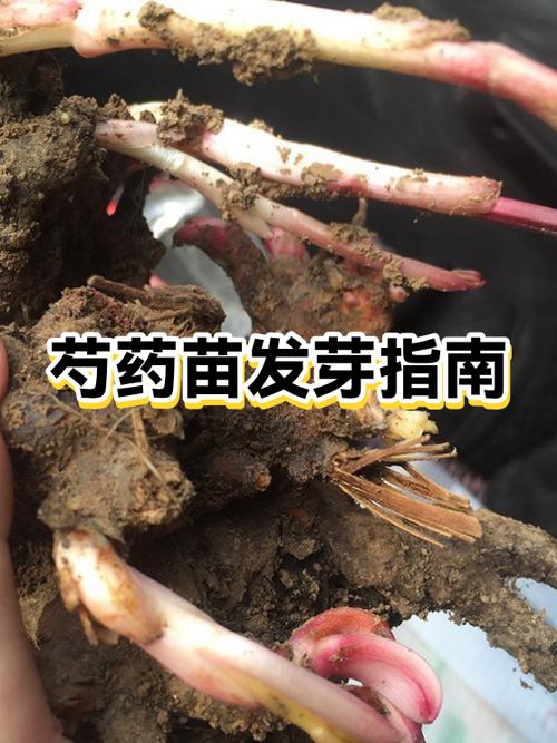 芍药几月份种
