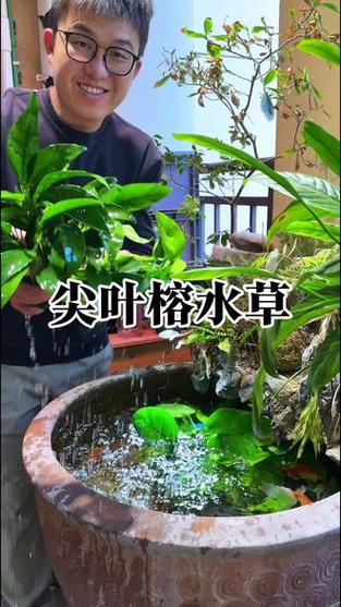 锦鲤鱼缸养什么水草好