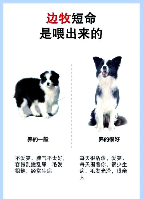 喂狗吃什么便宜还健康