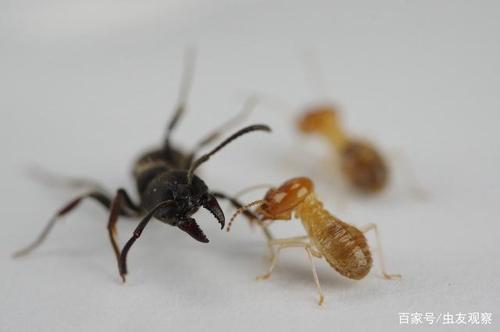 蚂蚁大战蚂蚁截图2
