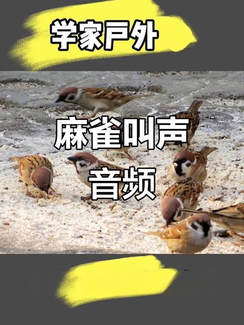 引麻雀鸟叫声