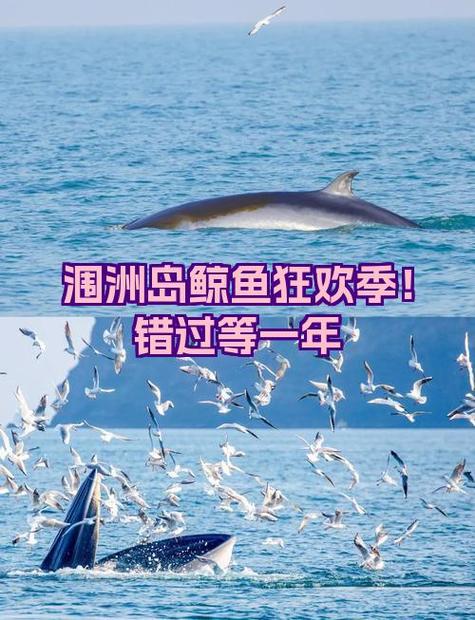 涠洲岛看鲸鱼最佳时间