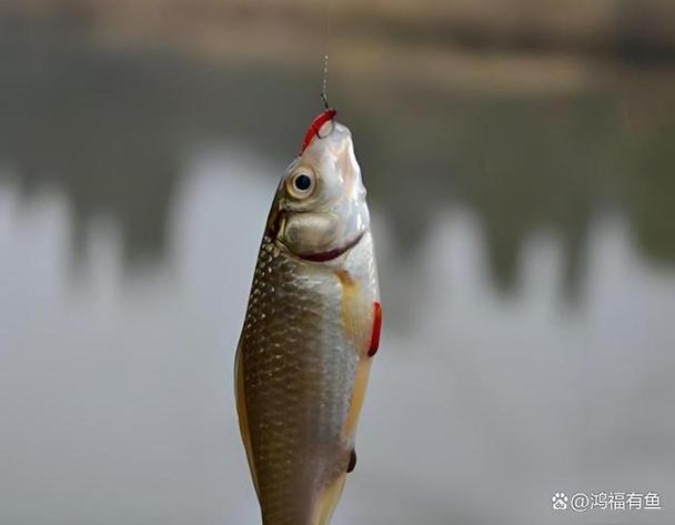 适合野钓的鲤鱼竿