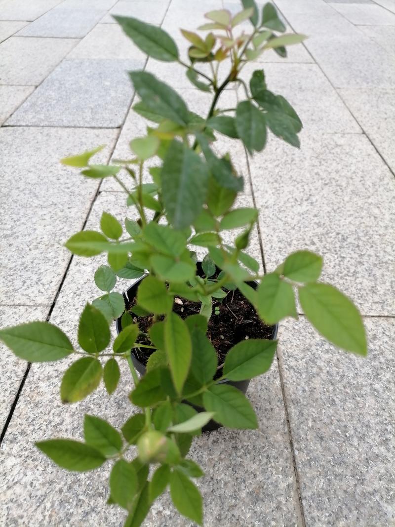 唯雨登