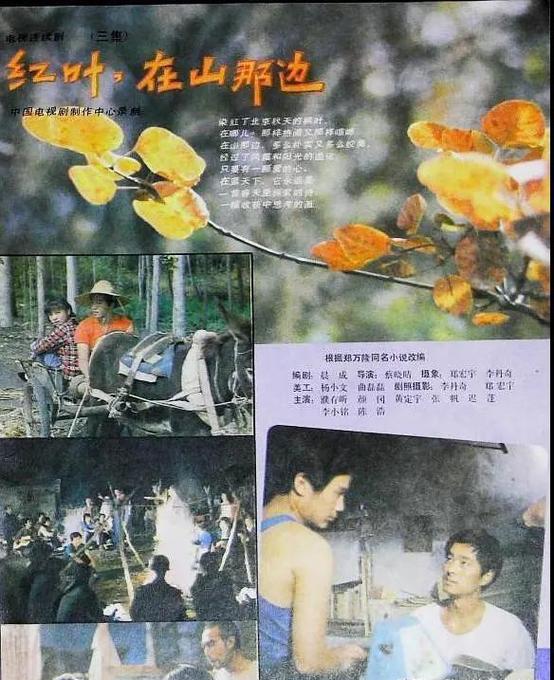 电视剧满山的红叶