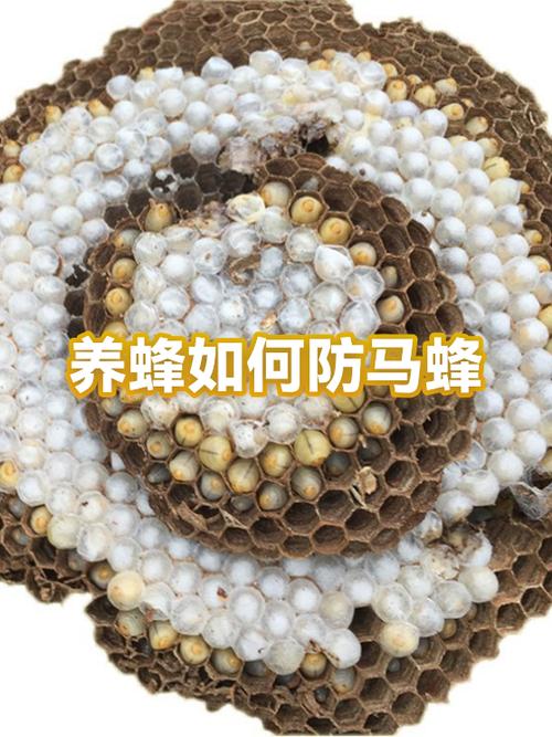 养蜜蜂怎么防马蜂