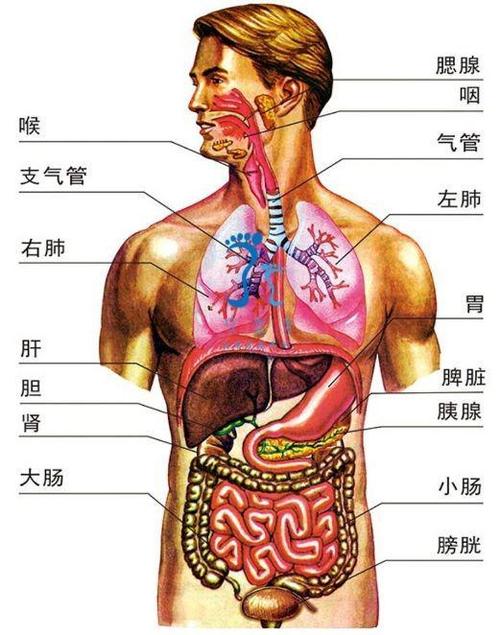 人体五脏六腑分布图