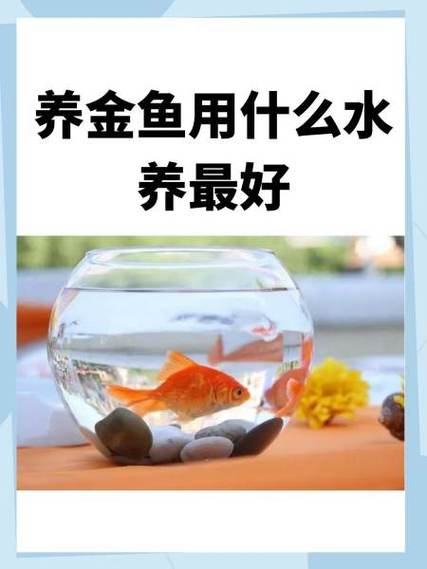 金鱼怎么养