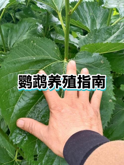 虎皮鹦鹉养几只最好