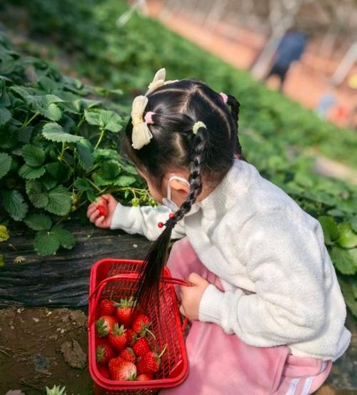 摘草莓图片真实