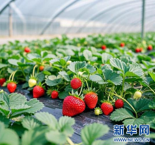摘草莓图片真实截图3