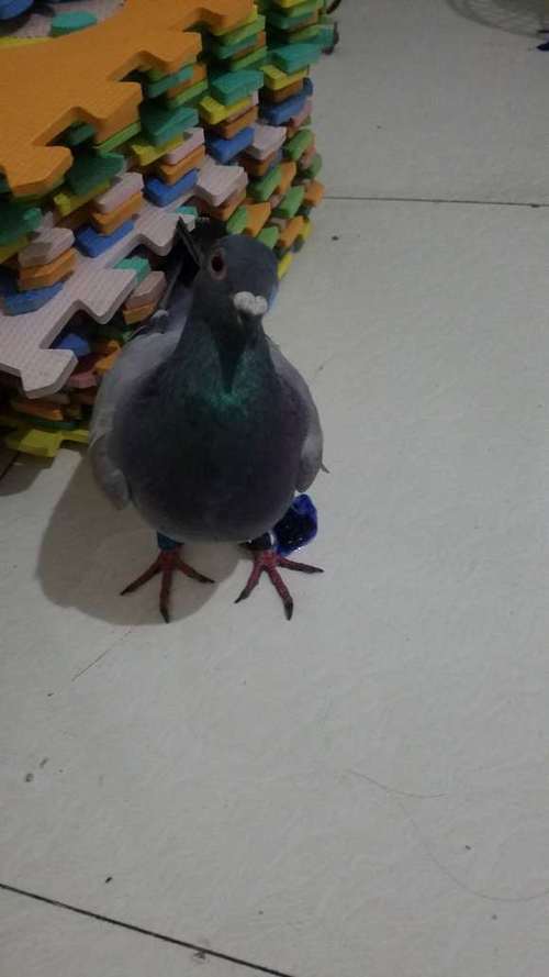 捡到一只信鸽怎么联系主人