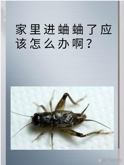 蛐蛐钻进了墙壁里