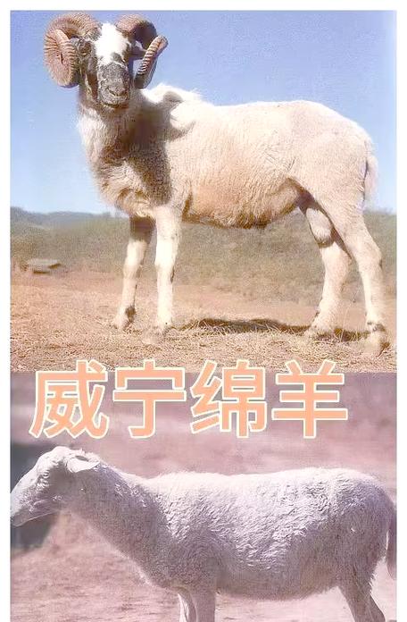 北方养什么品种绵羊好