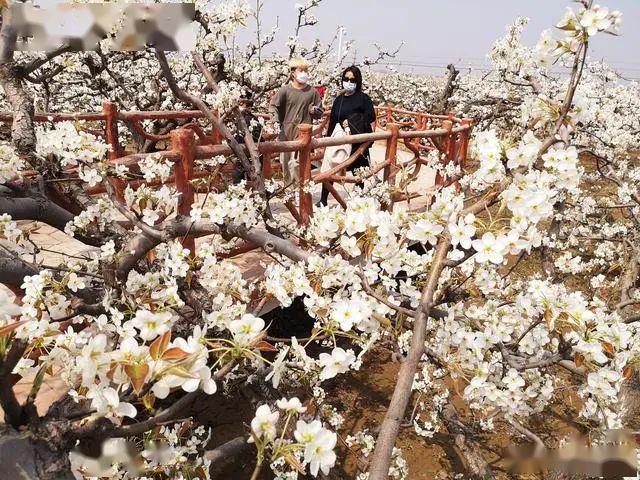 梨园简介截图2