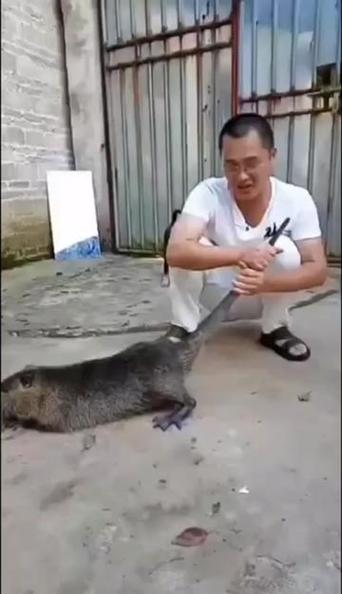 山老鼠图片