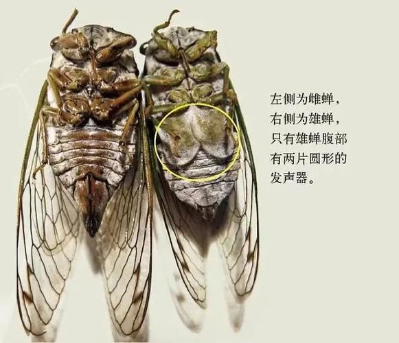 知了和蝉的区别