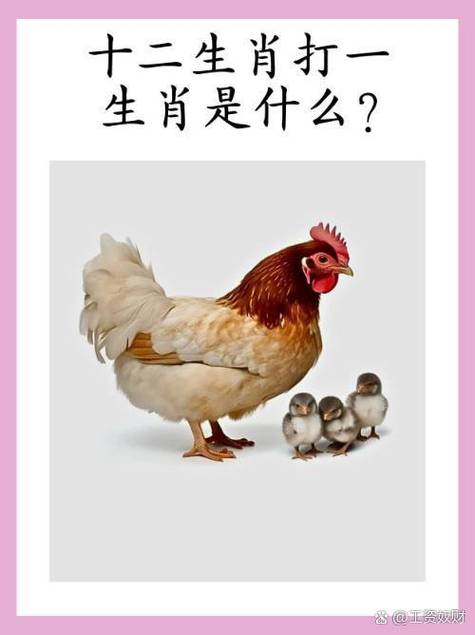 大小不一打一生肖是什么