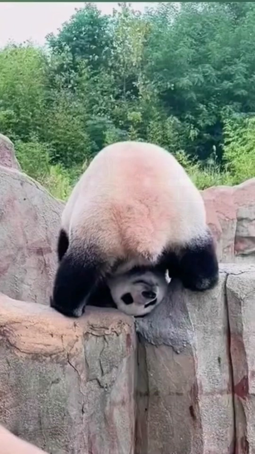 熊猫视频抖音版